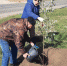 В рамках проведения  осеннего месячника чистоты, сегодня на субботник вышли работники администрации Целинского сельского поселения,  учреждений культуры,Центра социального обслуживания граждан пожилого возраста и инвалидов Целинского района. - Целинский район