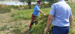 В Целинском районе ликвидированы очаги конопли общей площадью 143 кв. м
